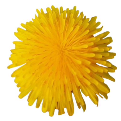 xn--schnwald-spreewald-f3b.de favicon